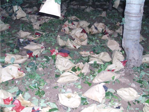 苹果套袋后腐烂啥原因,苹果套袋后管理方法