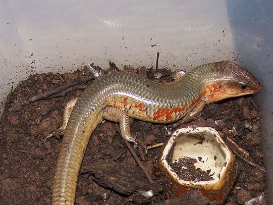 四脚爬行的蛇,四脚蛇蜥蜴断尾