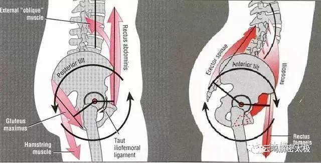 开胯和松胯的特殊方法，髋关节，骶骨，尾骨，腰关节的详细介绍