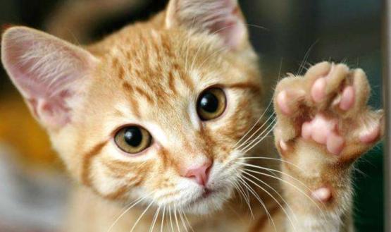 刚养猫怎么防止猫咪抓人,刚到家的小猫喜欢咬人
