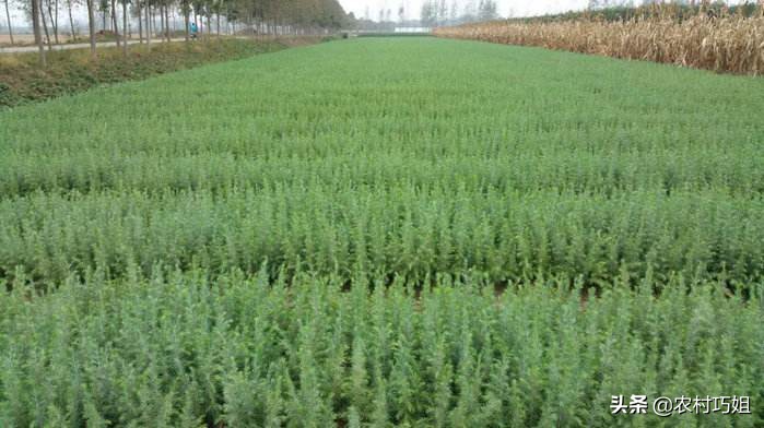 雪松育苗,雪松怎么播种