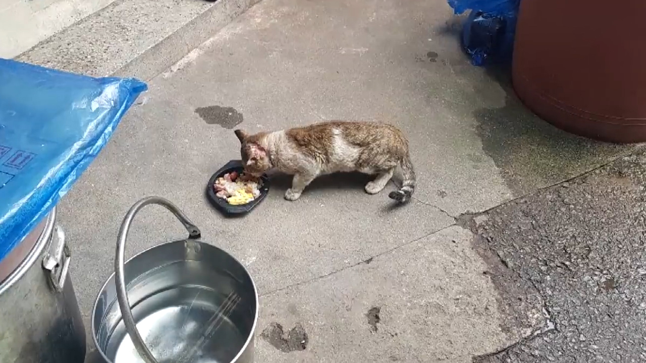 猫咪眼睛被大猫打瞎了,把猫咪当狙击枪玩视频