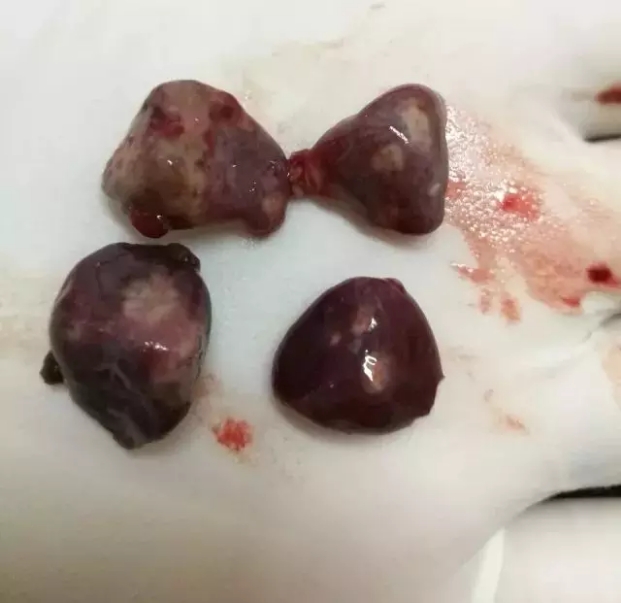 鸭呼肠孤病毒病,新型鸭细小病毒