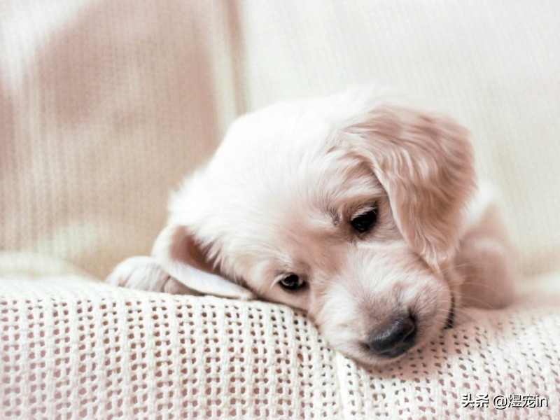 狗狗的鼻子褪色怎么办？一定要预防