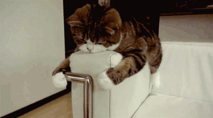 猫咪不吃饭无精打采一直趴在地上,猫咪每天都无精打采不吃喝怎么办