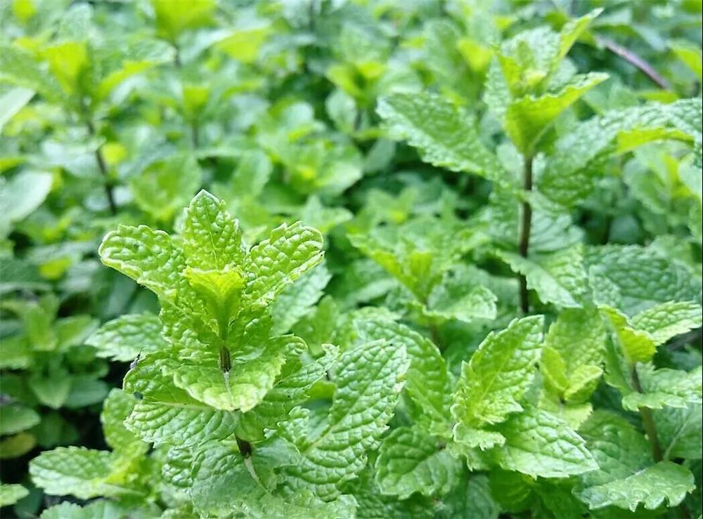 房顶长出杂草怎样消灭,墙里长出的草怎么清除