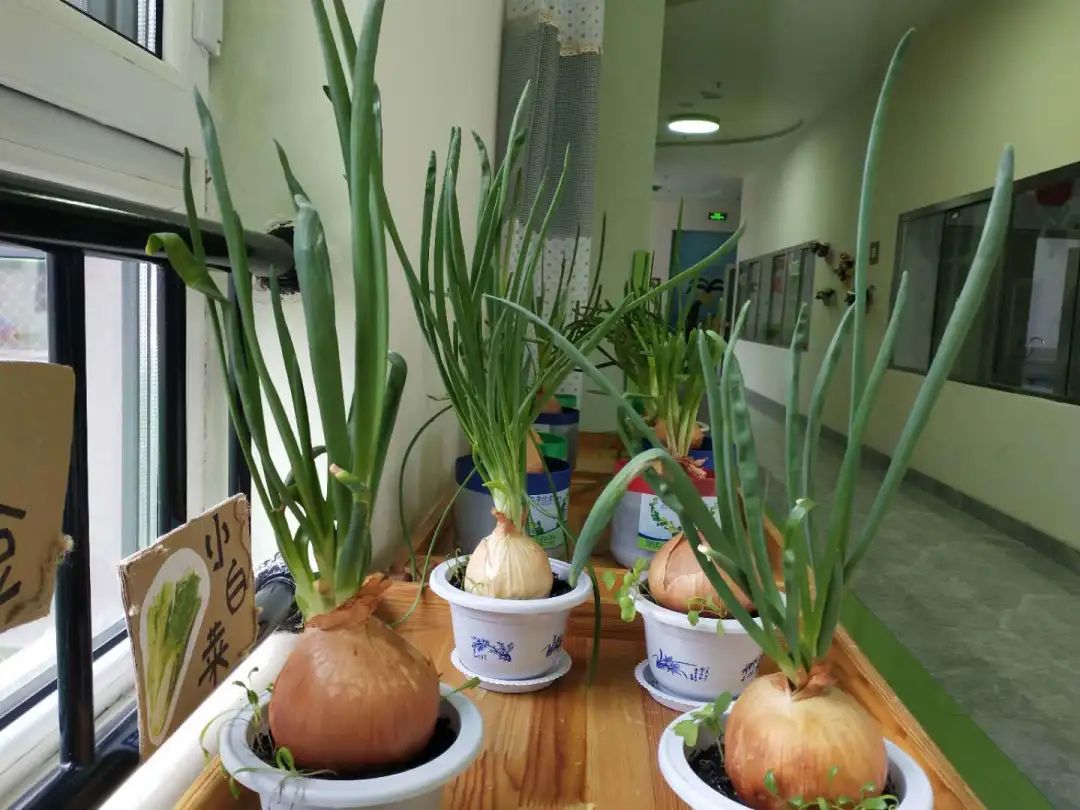 「长拖资讯」初夏绽放——老师把幼儿园的夏天和思念“打包”给你