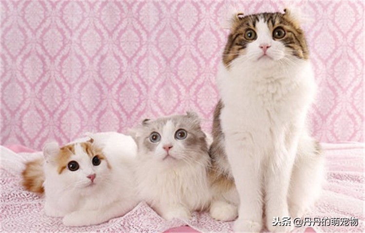 猫咪越来越反骨,猫咪反群怎么办