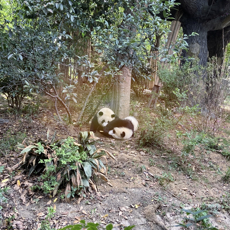 成都机场附近快捷酒店推荐,暑假成都旅游住宿