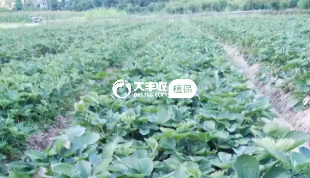 草莓需要控旺但是又缺肥怎么办,草莓给肥前需要控旺吗