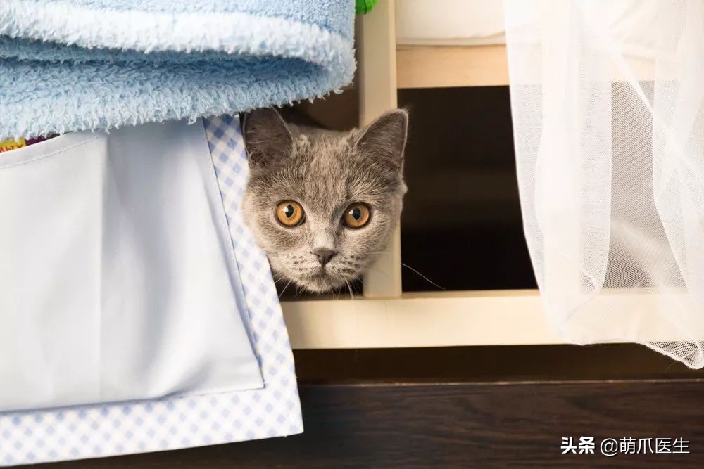 猫咪不铲屎有什么后果,猫咪不喝水不尿尿尿血