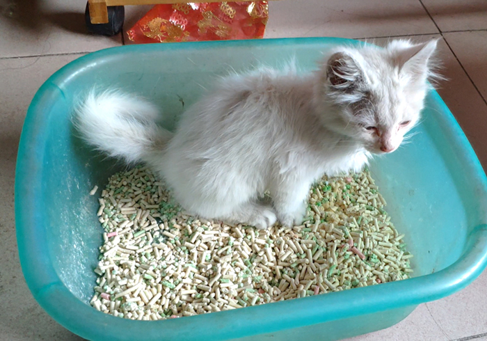 明明驱虫了但为什么还有蜱虫,猫咪得了毛滴虫主人要怎么防