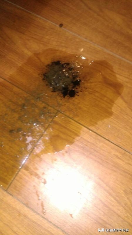 狗狗突然呕吐，背后的真相是什么？发现这几种情况，千万不能轻忽