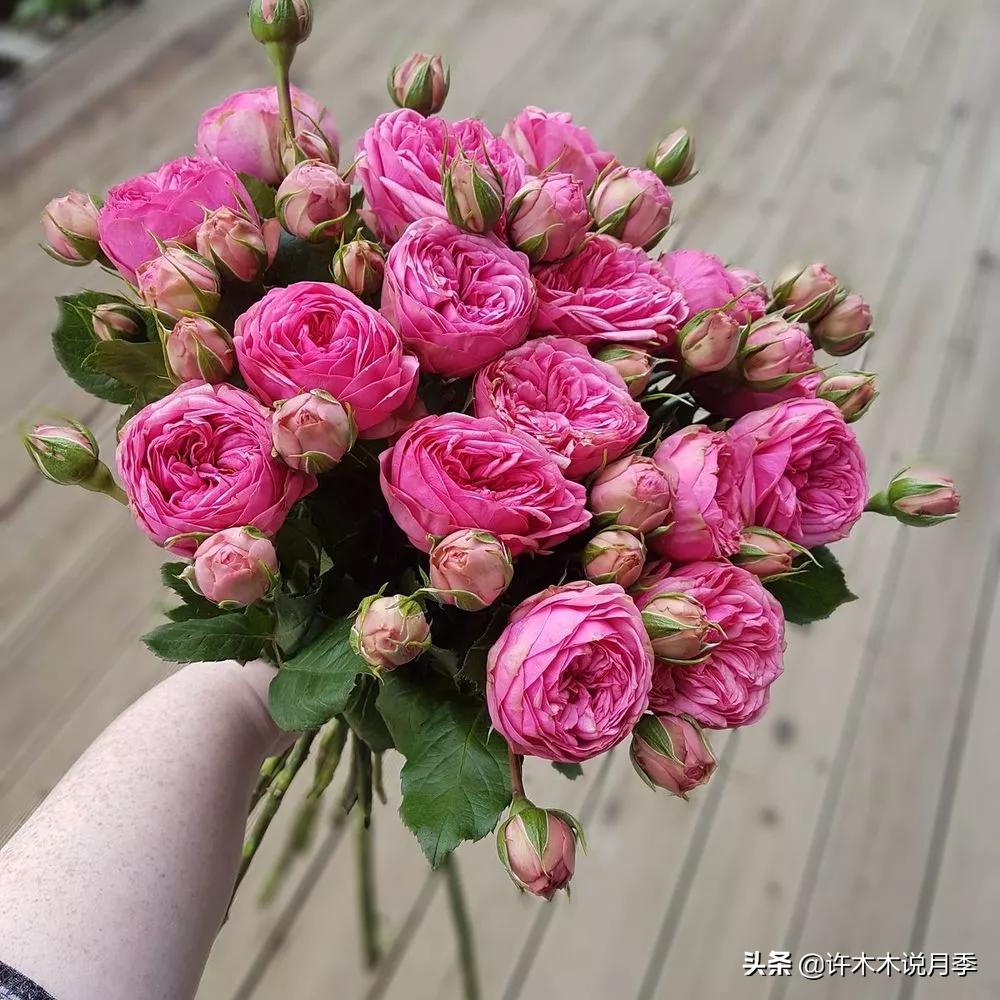 月季应该怎么浇水,月季的浇水关注事项