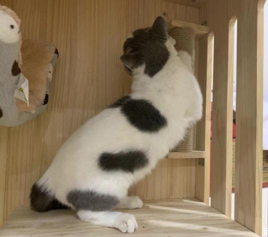 怎么帮猫咪排尿,猫咪排尿最快的药