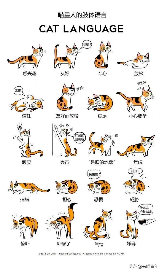 为什么对着猫吹气它会生气 (对着猫吹气)