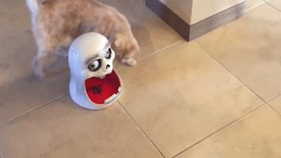 为过万圣节把房子改成鬼屋吓坏数千人，幸好我和这个老哥不是邻居