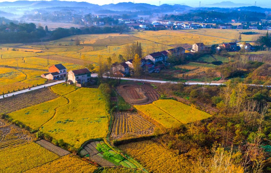 王祖贤回家照片,当年王祖贤回安徽视频