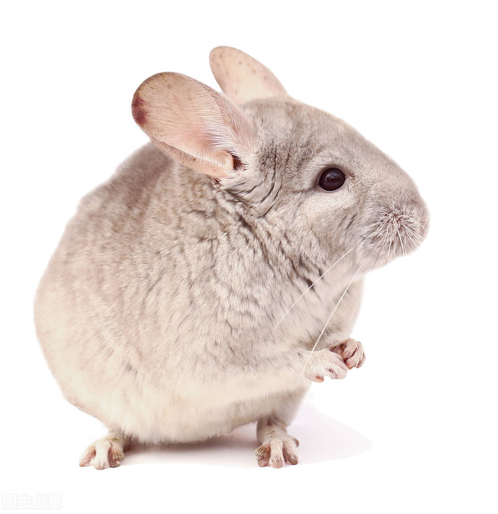 养龙猫的关注事项和必备的东西,养龙猫必须要知道的事