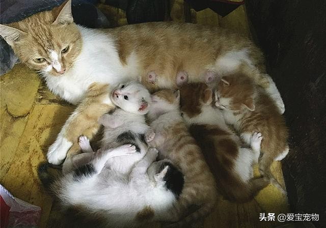 繁育的母猫命苦,繁育的母猫都怎么处理