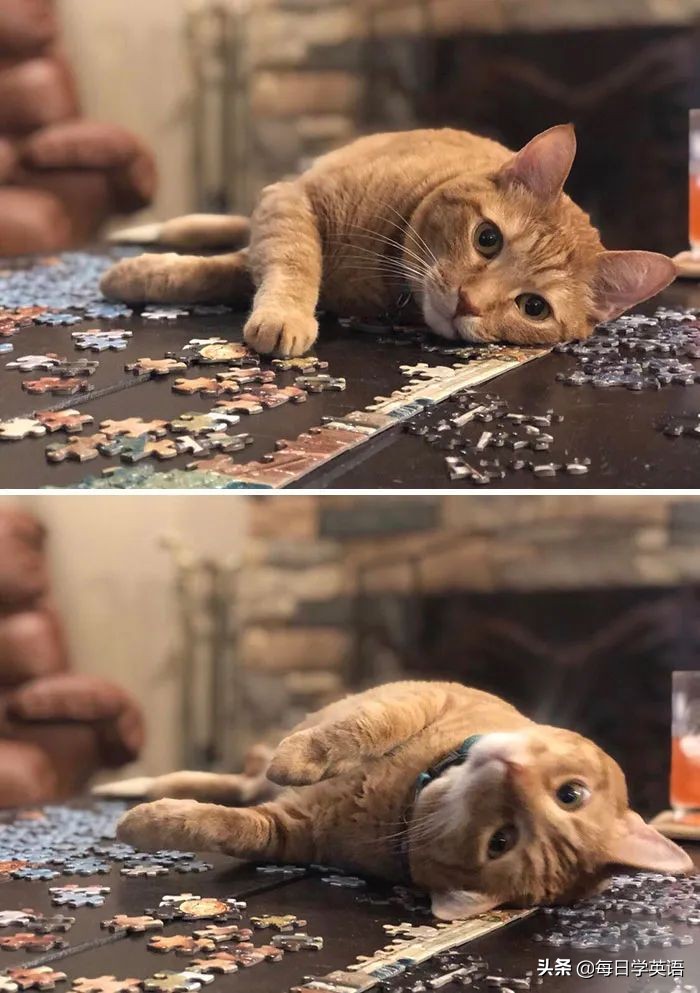 如何和家猫互动,怎样和猫共同拼图