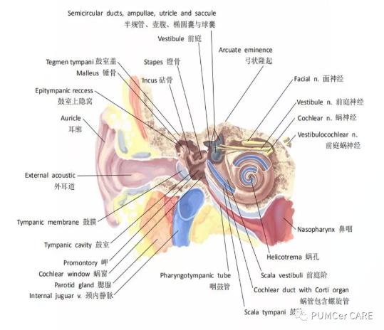 灵魂画手！协和医学生手绘器官解剖图，极具艺术美感，走红网络！