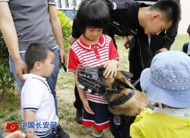 盘点那些壮烈牺牲的警犬 (警犬都有一段撼人心魄的故事)