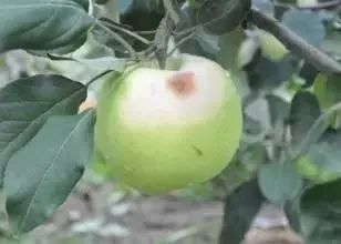 苹果套袋后腐烂啥原因,苹果套袋后管理方法