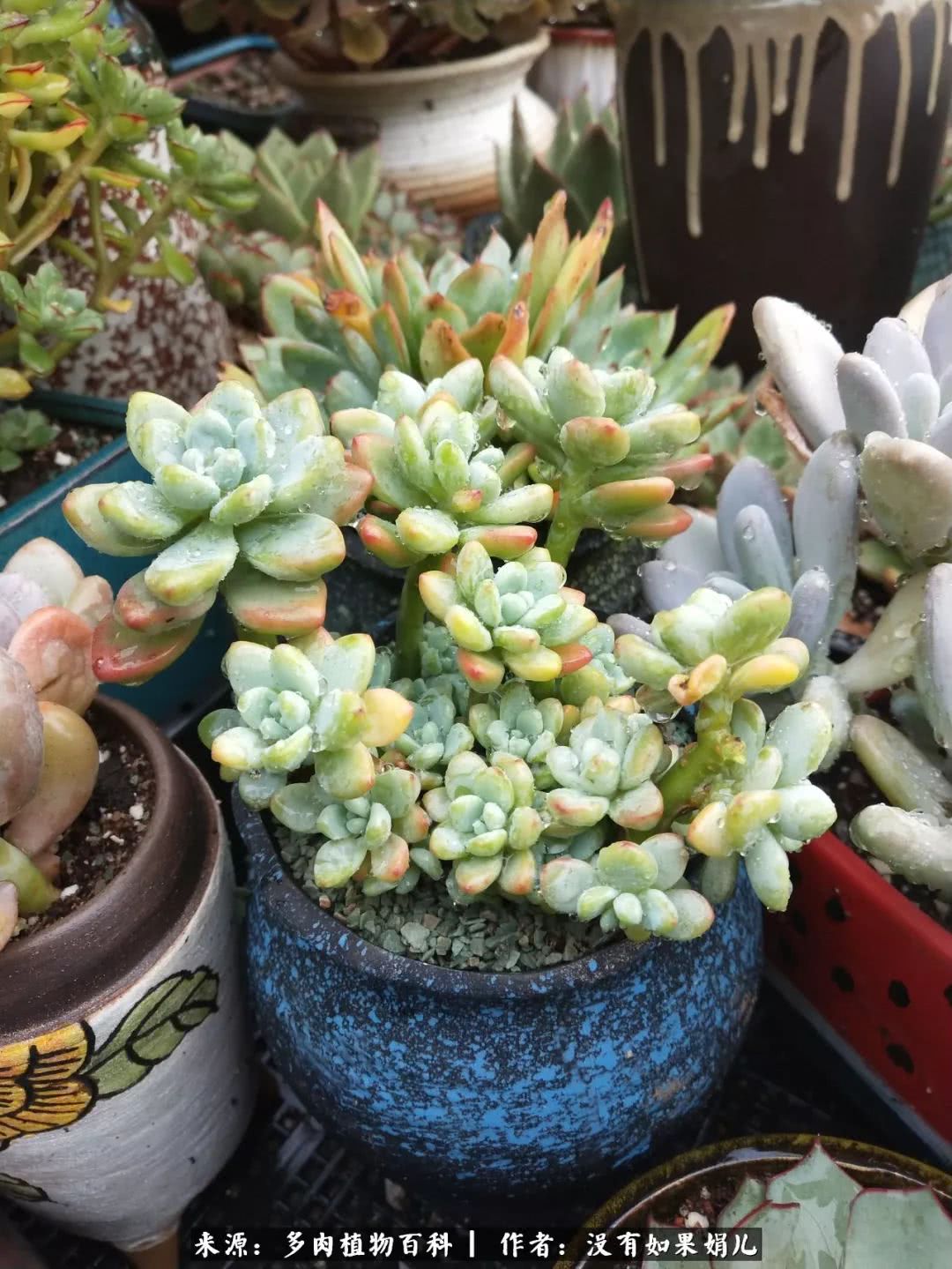 明人不说暗话，我为多肉而来！