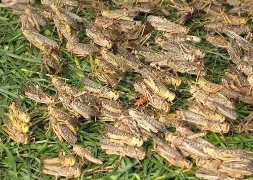 蚂蚱养殖现在前景如何,蚂蚱养殖有销路吗联系电话