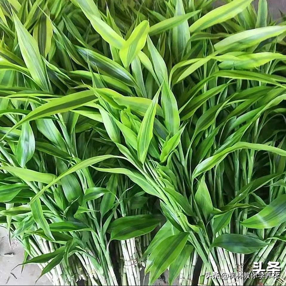 英雄不问出处落魄不问缘由,英雄不问出处历史趣闻知识分享