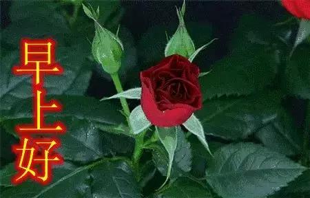 早上好最新祝福语动态表情图片,早上好问候语祝福短句带表情