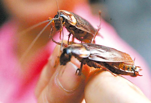 怎样判断有没有虫子进入小孩耳朵,如果不谨慎虫子飞进嘴里会怎么样