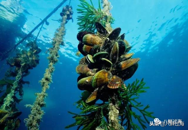 引入活青口贝、鲜帝王鲑，新西兰海产出口商的新生力量！