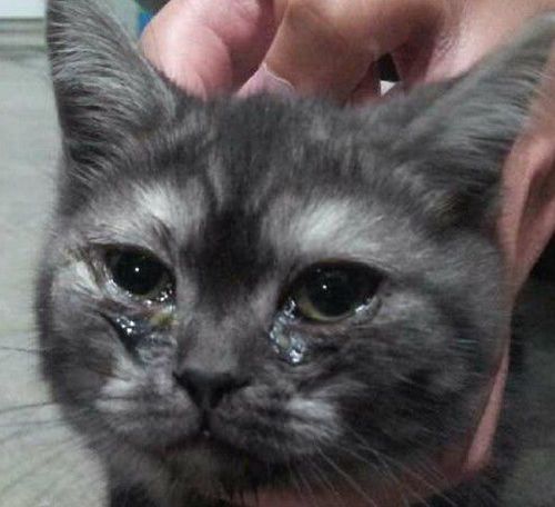 猫咪多怎么避免猫生病,天冷了猫咪总感冒吃什么药