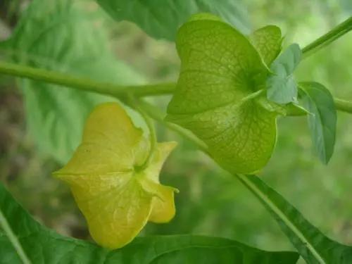 80后的童年吃的野果江西,小时候吃的野果有白汁