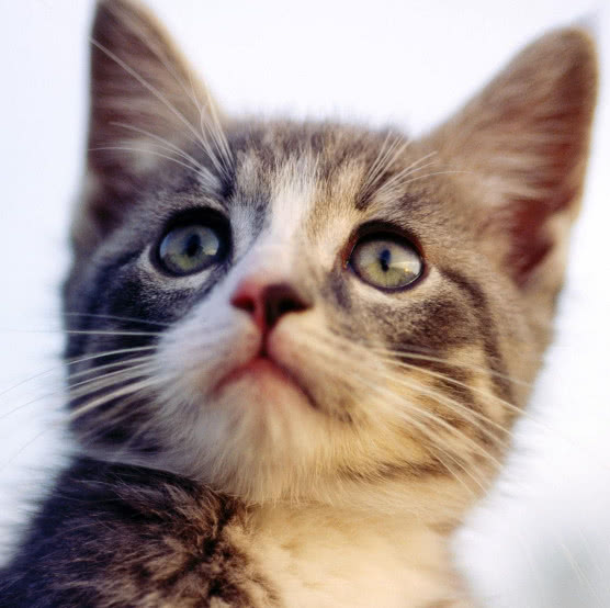 猫咪的猫癣和皮肤病的区别,猫咪除了猫癣还有什么皮肤病