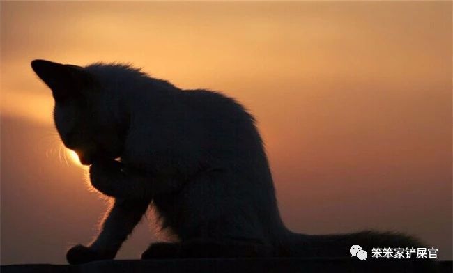 猫咪尿血治疗三天后又尿血,猫咪反复尿血吃三金片