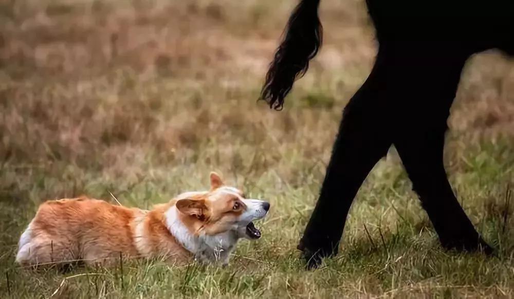 如果要找工作，你家傻狗除了卖萌还能干什么？