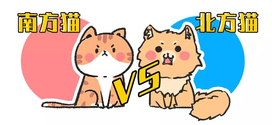 南方养猫跟北方养猫什么区别,北方养猫为什么比南方好