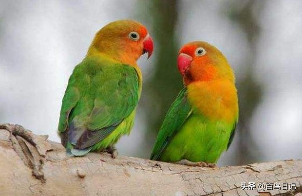 鸟肠胃不好怎么治疗最好,鸟肠道寄生虫怎么治疗