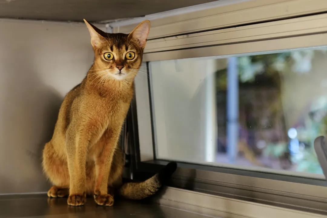 别争了，这条马路才是魔都内卷之王