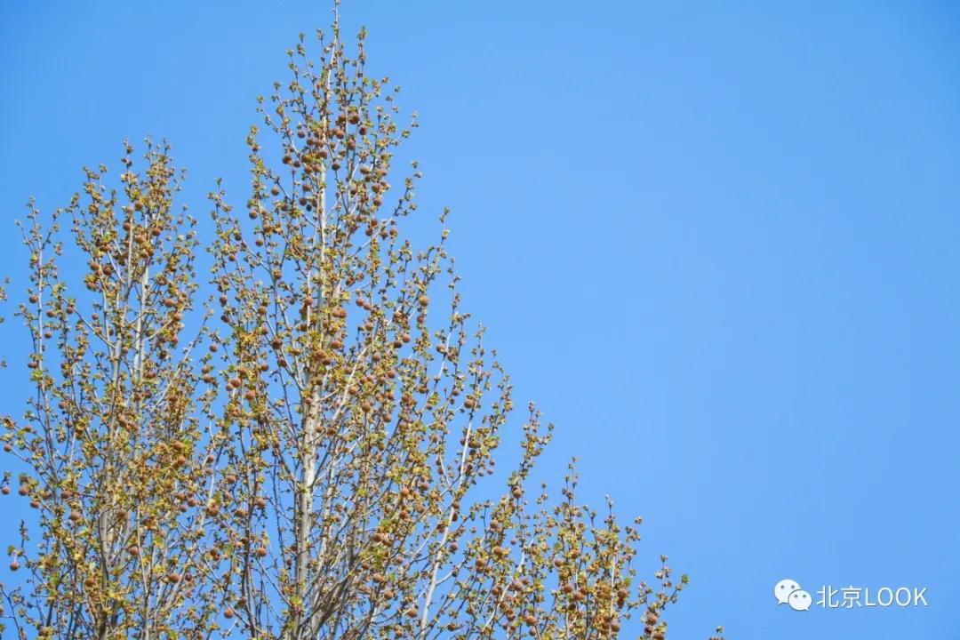 北京小区的早晨,北京小区里的傍晚