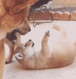 gif搞笑动图大全幽默瞬间,搞笑gif动图步骤