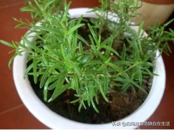 蚊子最讨厌4种花，家里养上一盆，蚊孑不敢进门，你家有吗
