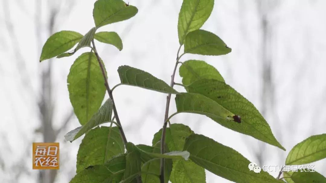 吃得了杜仲，卖的出价钱的羊