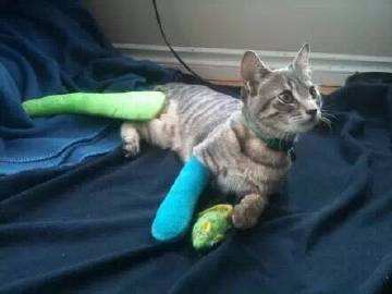 猫咪经常上蹿下跳会得髌骨脱位吗,猫咪脱臼了治疗要多少钱