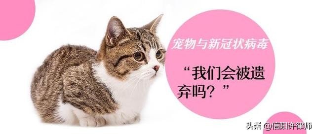 流浪猫会被传染新型冠状病毒吗,流浪猫身上会携带新型冠状病毒吗