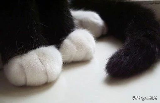 猫咪脚上有伤口得把毛全剃了吗,猫咪冬天剪毛发会感冒么