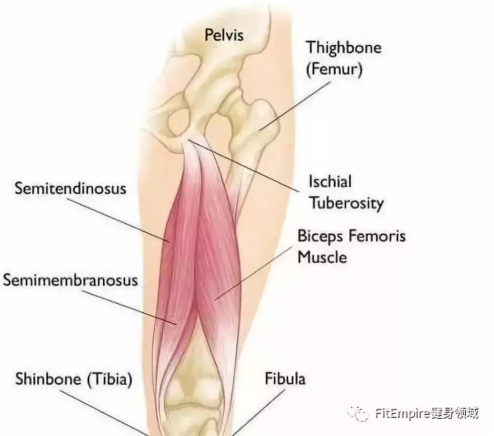 深蹲和硬拉对肌肉锻炼哪个更有效,深蹲和硬拉锻炼的肌肉部位图